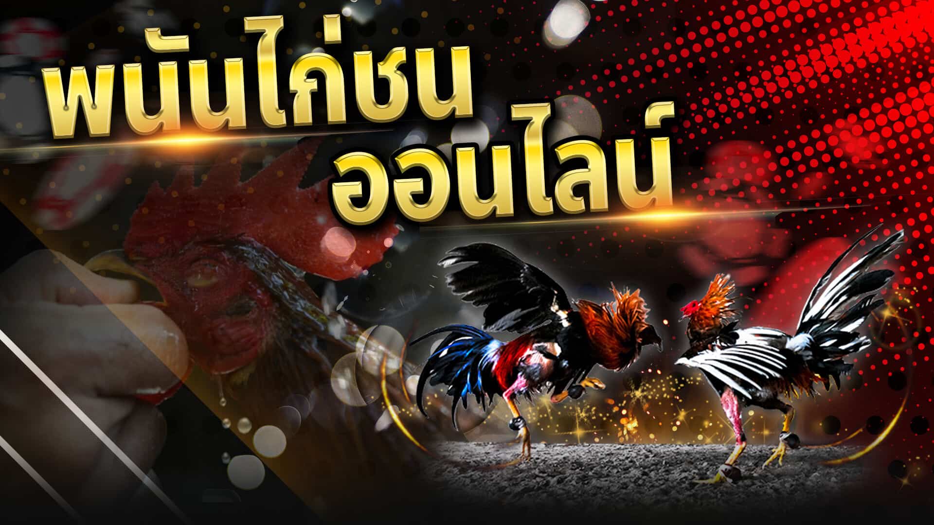 เว็บไก่ชนออนไลน์ เว็บตรง เล่นพนันออนไลน์ตีไก่ไทยได้ง่ายๆ บนเว็บพนันออนไลน์คนเล่นเยอะที่สุด